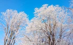 8 февраля в Ленобласти ожидается потепление до −7℃