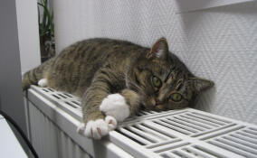 В Кудрово, Мурино и поселке Стеклянный проверили отопление по жалобам жителей