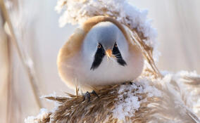 В Петербурге заметили краснокнижных усатых синиц