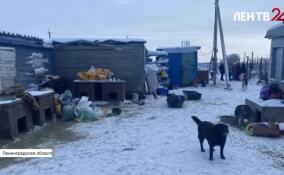 Специалисты госветслужбы Ленобласти доставили корма в приют «Островок надежды»