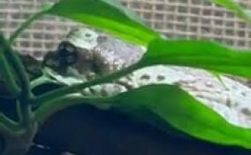 В Ленинградском зоопарке появились на свет жабовидные квакши-арлекины