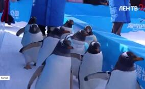 Парад пингвинов в Харбине очаровал посетителей