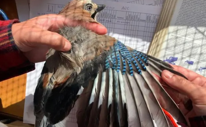 Три природоохранных проекта из Ленобласти выиграли гранты на 23,5 млн рублей