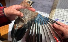 Три природоохранных проекта из Ленобласти выиграли гранты на 23,5 млн рублей