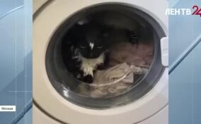 Москвичка едва не постирала кота