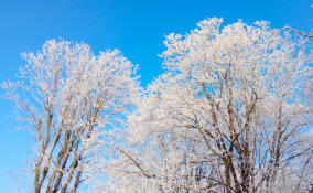 В ночь на субботу в Ленобласти ждут до -27 и сильный ветер: прогноз погоды на 14 февраля
