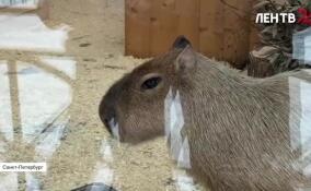 Цена на капибар доходит до двух миллионов рублей