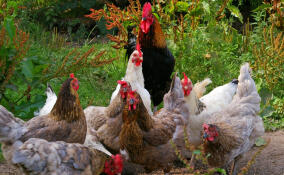 Ленобласть подтвердила звание лидера российского АПК