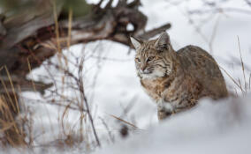 Рысь вышла к людям: в «Парке Монрепо» рассказали о необычном госте