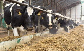 В АПК Ленобласти раскрыли секреты зимнего содержания коров