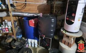 Полиция ликвидировала плантацию марихуаны в СНТ во Всеволожском районе