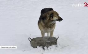 В приюте «Островок надежды» произошла официальная смена директора