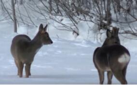 В парк Монрепо наведались изящные косули