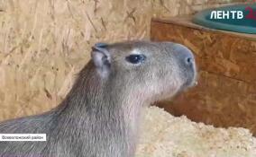 Правда о милых капибарах