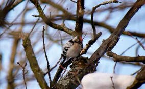 В Петербурге в обьектив камеры попал самый маленький дятел России