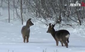 Посетители парка Монрепо могут увидеть косуль