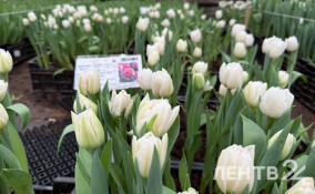 В Ленобласти растят цветы к Международному женскому дню