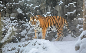В Ленинградском зоопарке рассказали, почему не показывают тигра Амадея