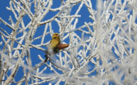 В Нижне-Свирском заповеднике заметили птицу с уникальным клювом