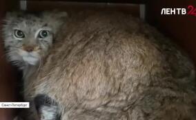 Рядом с вольером манула Шу в Ленинградском зоопарке обустроили постоянное жилище для Пепе