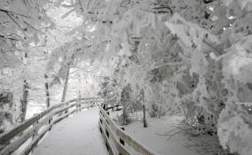 Синоптики рассказали о погоде в Ленобласти 22 февраля