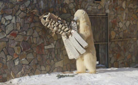 Масленица по-звериному: белая медведица расправилась с чучелом в Ленинградском зоопарке