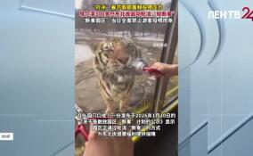 В китайском зоопарке смотрители были вынуждены посадить на диету тигров