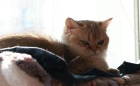 В Петербурге выделили 6 млн рублей на отлов и вакцинацию бездомных кошек