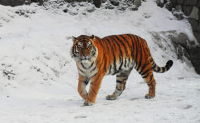 В Ленинградском зоопарке на 17-м году жизни умер амурский тигр Амадей