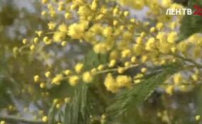 В Сочи и Абхазии ведется активная заготовка мимозы