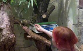 В Ленинградском зоопарке карликовых игрунок научили взвешиваться