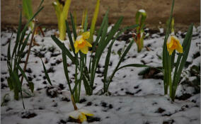 Синоптик Шувалов рассказал, когда в Петербург придёт весенняя погода