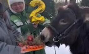 В Ленинградском зоопарке ослик Бурашек отметил двухлетие