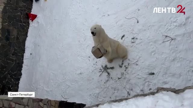 Красавица Хаарчаана получила угощения в честь Всемирного дня белых медведей