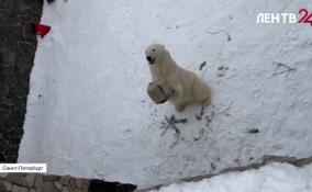 Красавица Хаарчаана получила угощения в честь Всемирного дня белых медведей