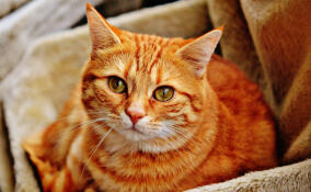 Кошачий бум в Ленобласти: ветеринары подсчитали численность мурлыкающего населения региона