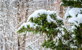 Мокрый снег с дождем: погода в Ленобласти готовит сюрприз на 2 марта