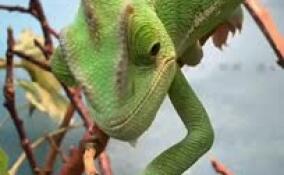 Ленинградский зоопарк показал малышей йеменского хамелеона