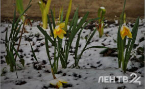 Дожди, мокрый снег и до +4 градусов: о погоде в Ленобласти 2 марта