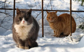 Александр Дрозденко поделился снимками с мартовскими котами Ленобласти