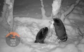 В Выборгском районе запечатлели семейную пару бобров-трудяг