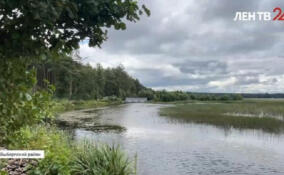 На прямой линии губернатора Ленобласти вновь подняли вопрос захвата дороги в Цвелодубово