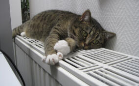 Прокуратура заставила коммунальщиков сделать перерасчет платы за отопление и горячую воду в Тайцах