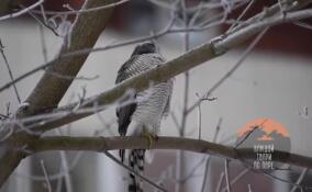 В усадьбе Сосновка объявился маленький пернатый охотник