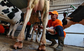 В Ленобласти обанкротившуюся молочную ферму выставили на торги за 114 млн