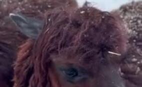 В Ленинградском зоопарке альпаки Сушка и Гренка осваиваются в новом вольере