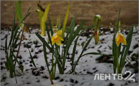 Ветрено и до +3: прогноз погоды в Ленобласти на 5 марта
