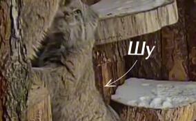 В Ленинградском зоопарке состоялось первое свидание манулов Шу и Пепе