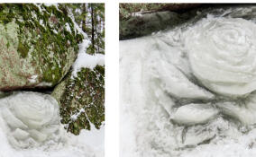 В Монрепо к 8 марта «распустились» ледяные розы