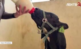 В Петербурге родился теленок из пробирки